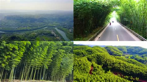 如何进一步推动竹产业发展？