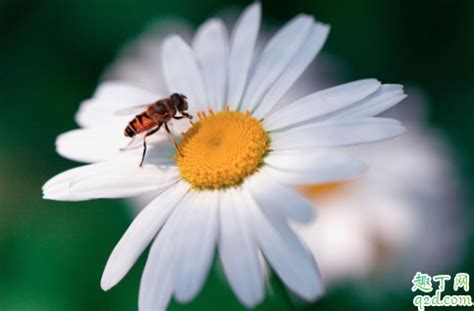蜜蜂围着人飞是么回事 遇到蜜蜂怎么保护自己-趣丁网