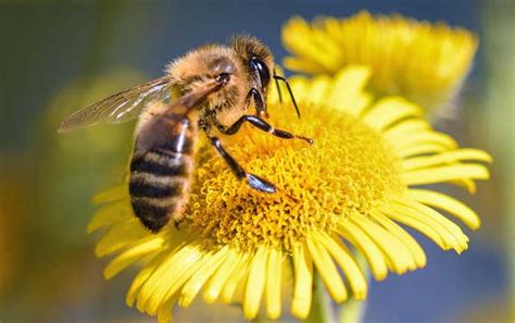 十种最奇特黄色动物排行榜，蜜蜂最常见，第一种很稀少_排行榜123网