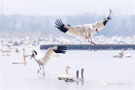 观鸟天地 | 鄱阳湖：白鹤之舞