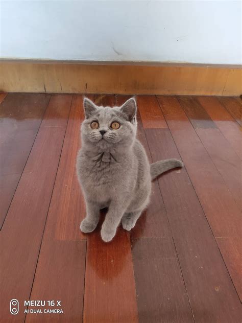 我们家的英短蓝猫两个月大的Shery.聪明伶俐图片