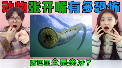动物“张开嘴巴”有多恐怖？鳗鱼VS变色龙，舌头伸出来全是尖牙！