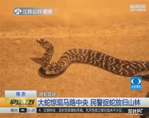 修建水库发现一条巨蛇，动物专家都惊叹！_毒蛇新闻_毒蛇网