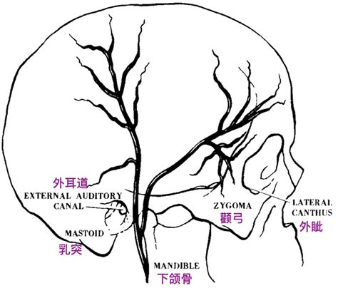 颞动脉位置图片