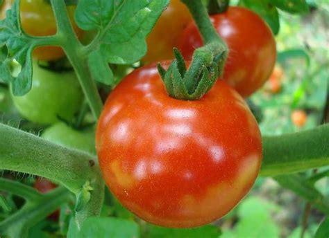 西红柿种子｜番茄种子介绍｜番茄种子品种-食品机械设备网