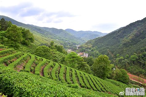 A哆乡村的高山茶园，一排排的茶树漫山遍野，随着山势延绵起伏|高山茶园|丫山风景区|茶树_新浪新闻