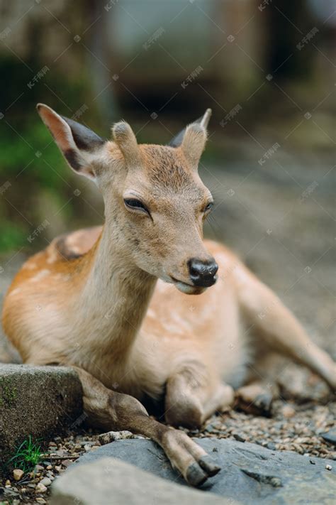 日本奈良公园里小鹿摄影图高清摄影大图-千库网