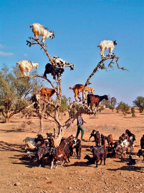 山羊爬树 撒哈拉沙漠惊现奇景“羊上树”_旅游频道_凤凰网