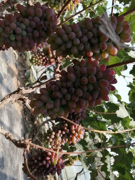 新品种葡萄苗、市场上比较受欢迎的葡萄新品种推荐！ - 葡萄 - 蛇农网