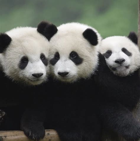 大熊猫是怎么炼成的|视觉中国|大熊猫|熊猫_新浪新闻
