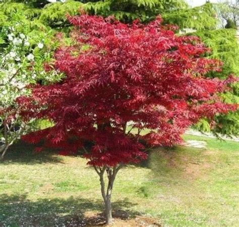 枫叶的花语及寓意 为什么在秋季是红色-长景园林网
