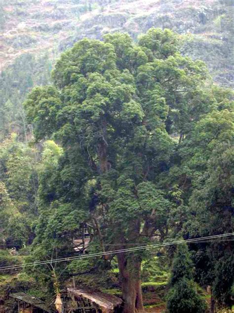 20公分香樟树 城市行道工程绿化苗木 高品质四季常绿景观乔木批发-阿里巴巴