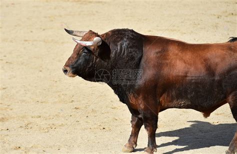 一头有大角的强大公牛在西班牙斗牛场上奔跑高清图片下载-正版图片506366393-摄图网