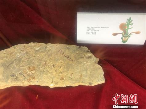 远古时期“花花世界”长啥样？最古老樱花“近亲”化石亮相南京