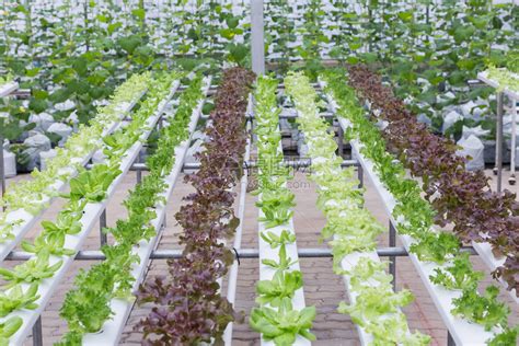 水栽培农场的有机绿色蔬菜沙拉用于健康粮食和农业概念设计水栽培是一种非土壤植物高清图片下载-正版图片303364276-摄图网
