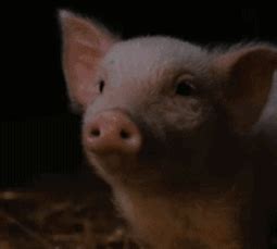 《猪猪侠》十大经典台词，这七句正经一点儿可好？