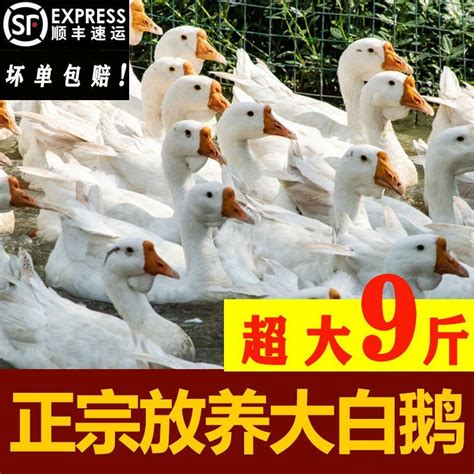 [白条鹅批发]白条鹅 新鲜澄海区狮头鹅肉价格15元/斤 - 惠农网