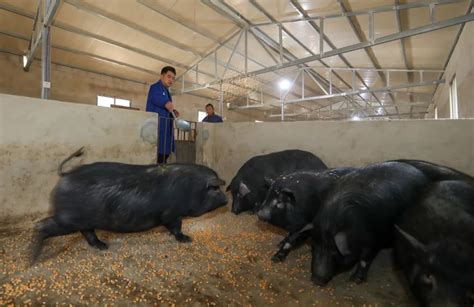 2015年我国生猪养殖行业猪种资源及生猪存栏规模分析【图】_智研咨询