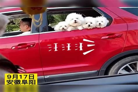 小狗隔空与对面车里的4只狗狗吵架，主人：它就是喜欢多管闲事。_狗狗_小狗_主人