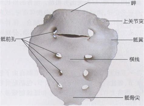 图9 骶骨与尾骨(后面观)-人体解剖学实验-医学
