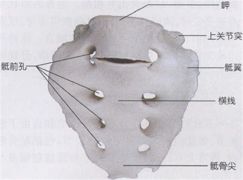 骶正中嵴的准确位置图,骶中嵴位置图,骶骨正中嵴图片_大山谷图库