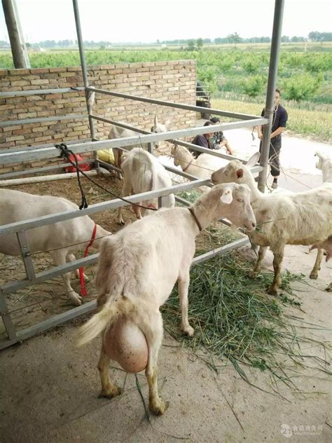 奶山羊 奶羊养殖基地 奶羊发展价格 山东济宁-食品商务网
