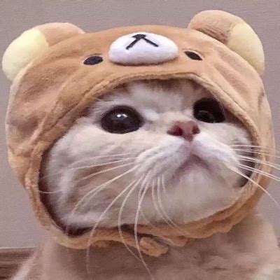 头像非主流动物