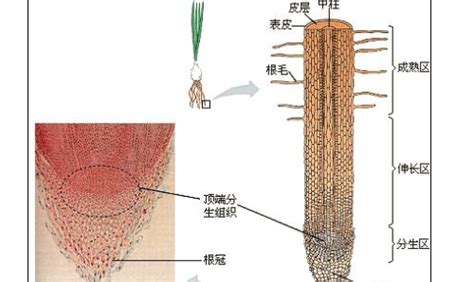 冠幅怎么测量-种植技术-中国花木网