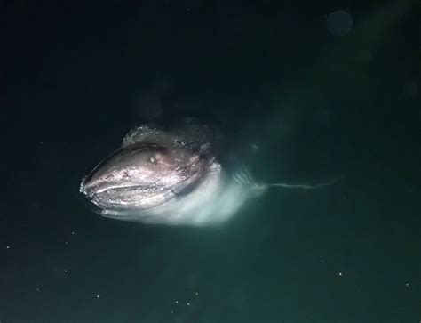巨口鲨，最稀少神秘的鲨鱼