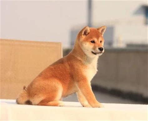 冷狗图片