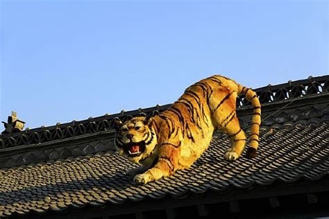 下山虎图片