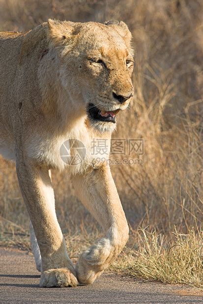 狮子狮座毛皮国王危险鬃毛力量哺乳动物牙齿富豪眼睛耳朵高清图片下载-正版图片320052803-摄图网