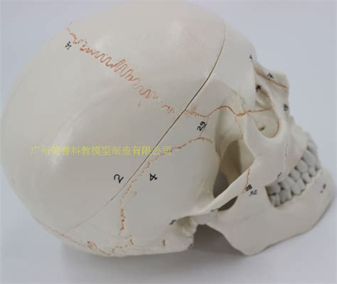 科研人体医学器官头骨剖面模型下载 c4d模型