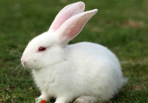 兔子的图片_兔子的图片简笔画 - 随意优惠券