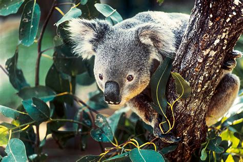 Koala in Queensland, Australien - [GEO]