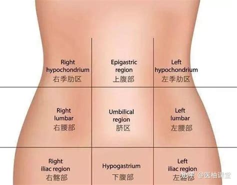 腹部的分区及主要器官的体表投影