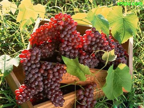 最常见的葡萄种类及上市时间！你都知道吗？
