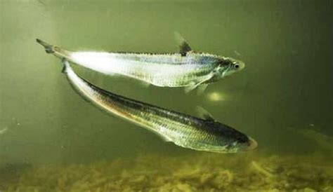 长江刀鱼首次在湖北人工养殖成功，加速“游”上百姓餐桌