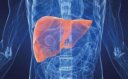 肝脏的位置图片,胆的位置图片,肝脾位置图(第11页)_大山谷图库