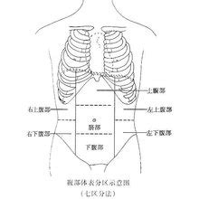 小腹位置图解图片