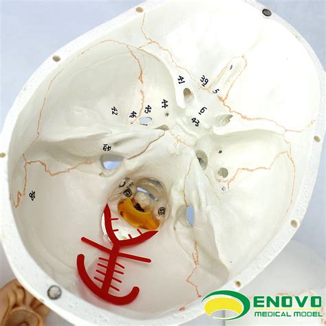NOVO医学人体头颅骨大脑模型头骨模型1:1颅脑神经内外科解剖-阿里巴巴