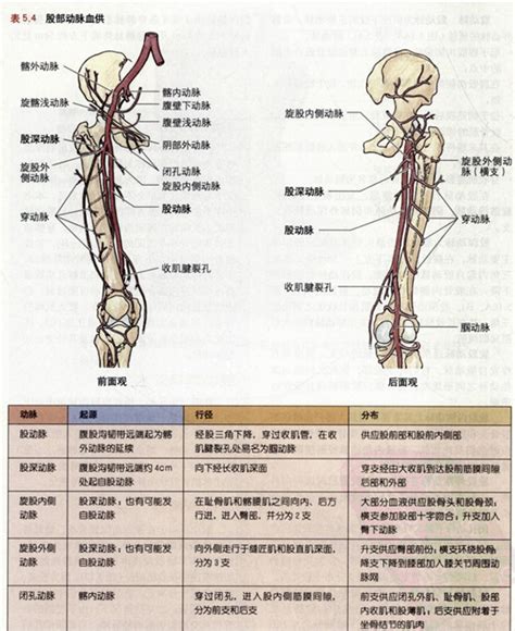 下肢血管解剖图图片