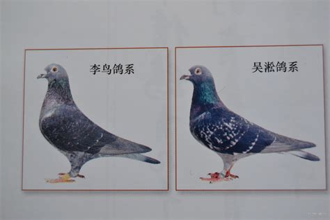 以正视听：“李鸟”品系的形成概况(图)-中国信鸽信息网