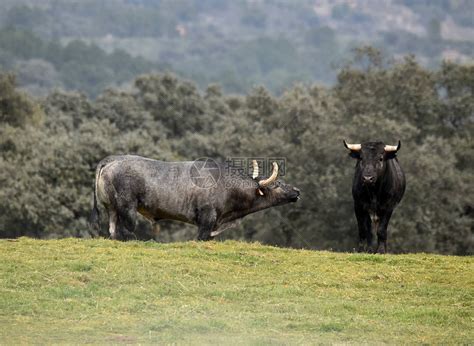 在斗牛场的西班牙公牛高清图片下载-正版图片505807249-摄图网