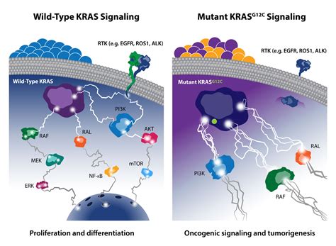 KRAS 抑制剂及相关信号通路在肿瘤模型研究中的应用_生物器材网
