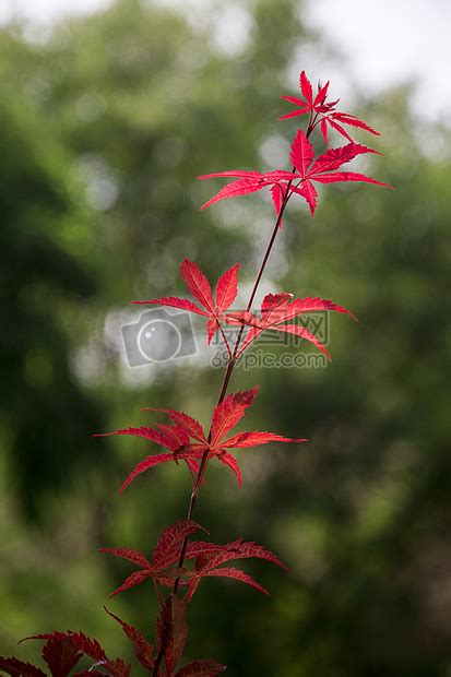 红红火火的枫叶高清图片下载-正版图片500113401-摄图网