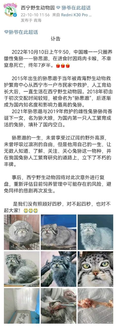 西宁野生动物园“讣告”：“狲思邈”，意外身亡——_北京日报网