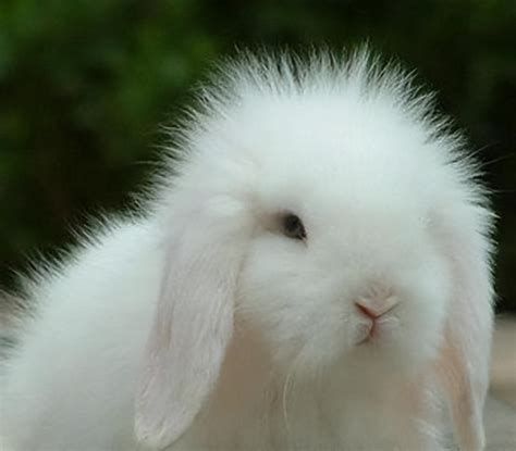 可爱的小白兔,动物素材,设计素材,设计,汇图网www.huitu.com