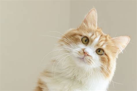 宠物猫的品种图片名字大全 - 宠物猫的名字洋气 - 香橙宝宝起名网