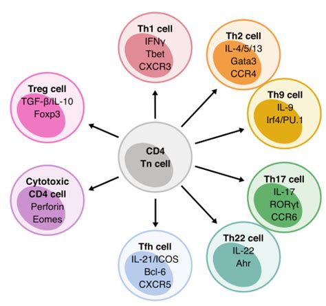 IL-12家族细胞因子在免疫反应方面的研究进展 - 知乎